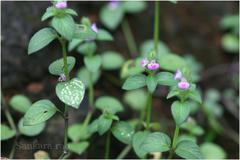 Justicia procumbens